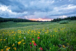 Spring is here - Positive Mindset