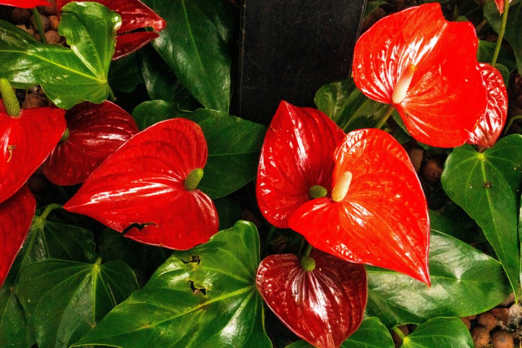 Heart Harmony Part 1: A Cellular Memory of Love Heart Harmony Part 1: A Cellular Memory of Love