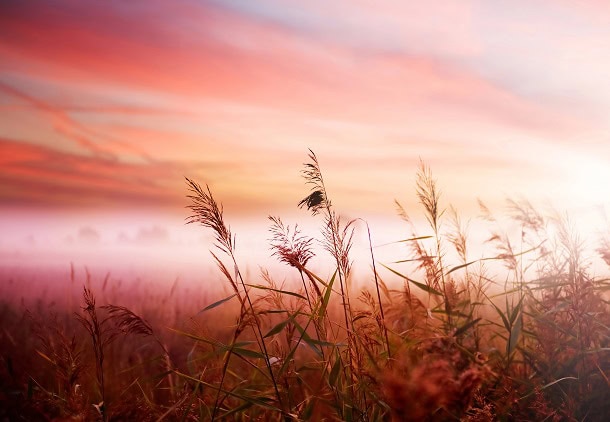 3 Things You Need to Stop Doing to Live a Simpler Life A field in the morning.