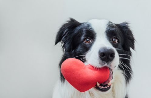 7 reasons pets are good for your health 7 reasons pets are good for your health